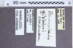 Etiketten zu Dolinolus andamanensis (NHMW-ZOO-COL-0009948)